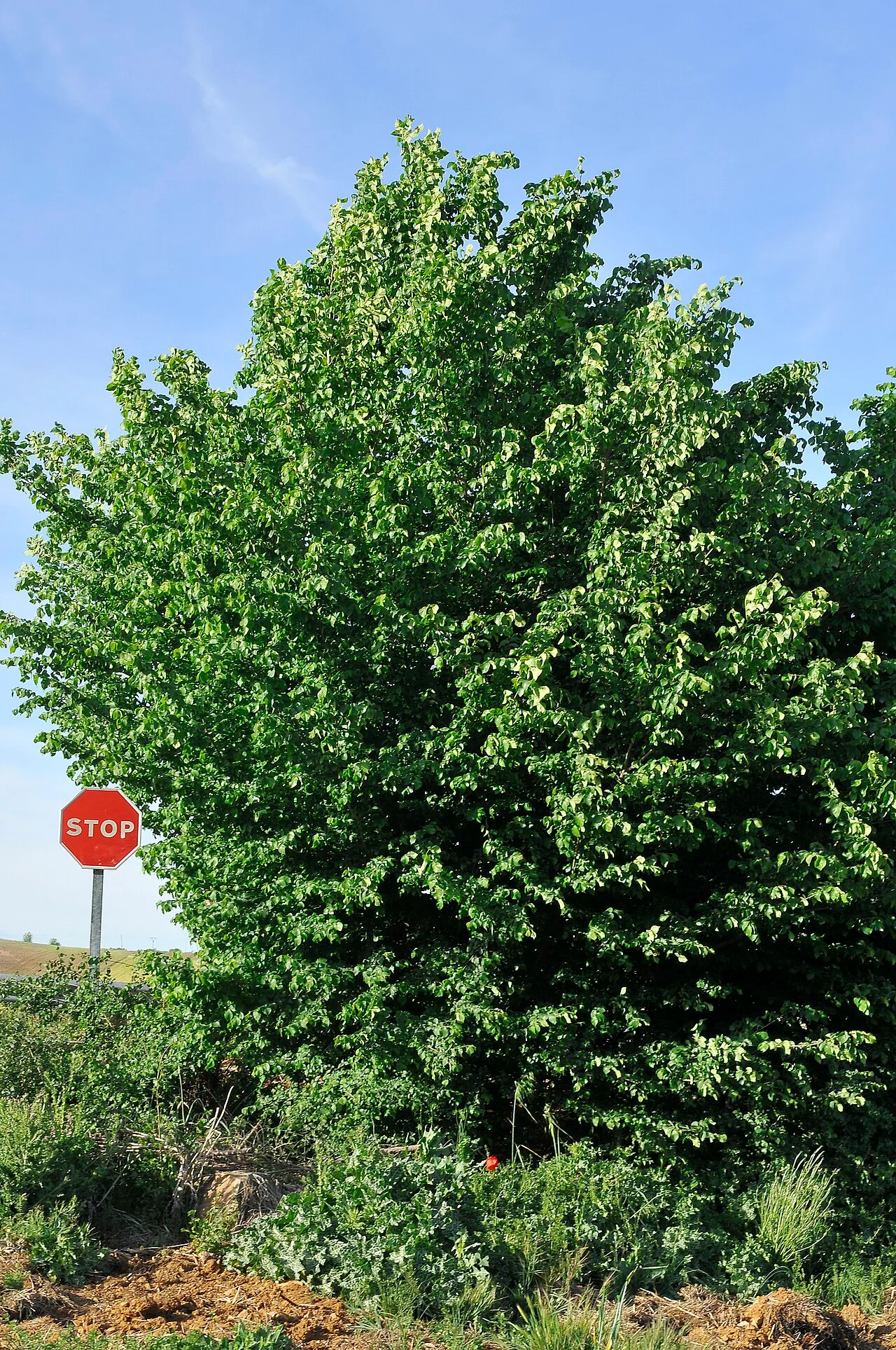 Photo of Espinoso del Rey