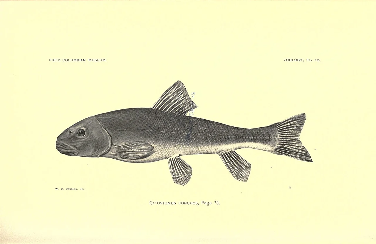 Photo of Estación Conchos