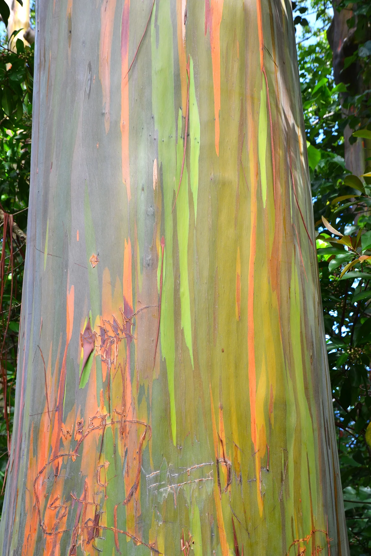 Photo of Eucalyptus Hills