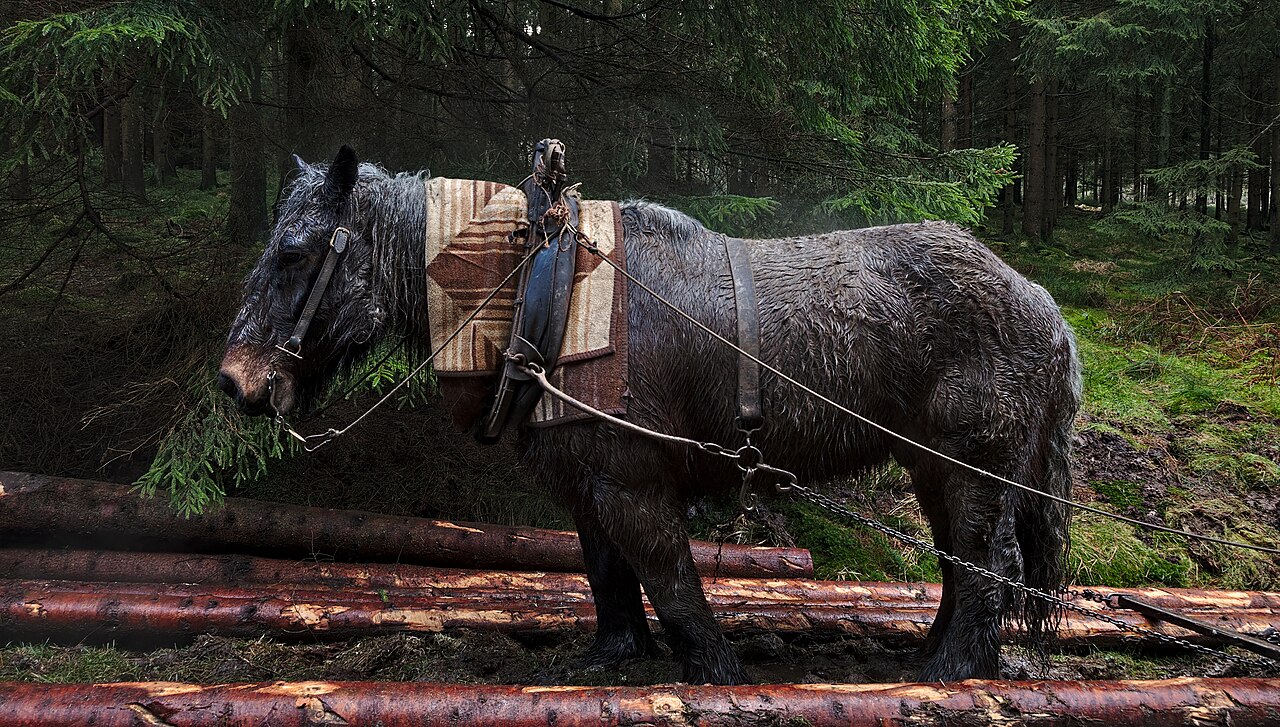Draft horse pulling logs in High Fens – Eifel Nature Park, Eupen, Belgium (VeloTour intersection 54 to 55))