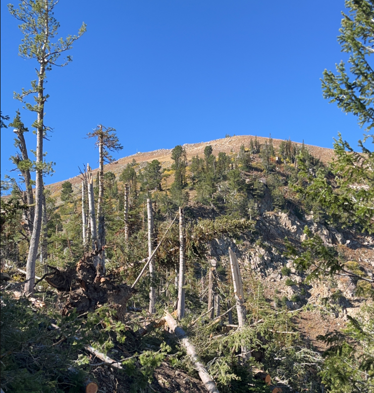 Significant tree damage to trees near Fruit Heights, Utah, following an EF2 tornado on September 18, 2026