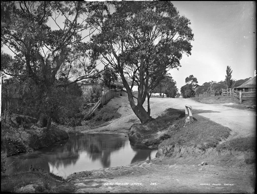 Photo of Fairy Meadow