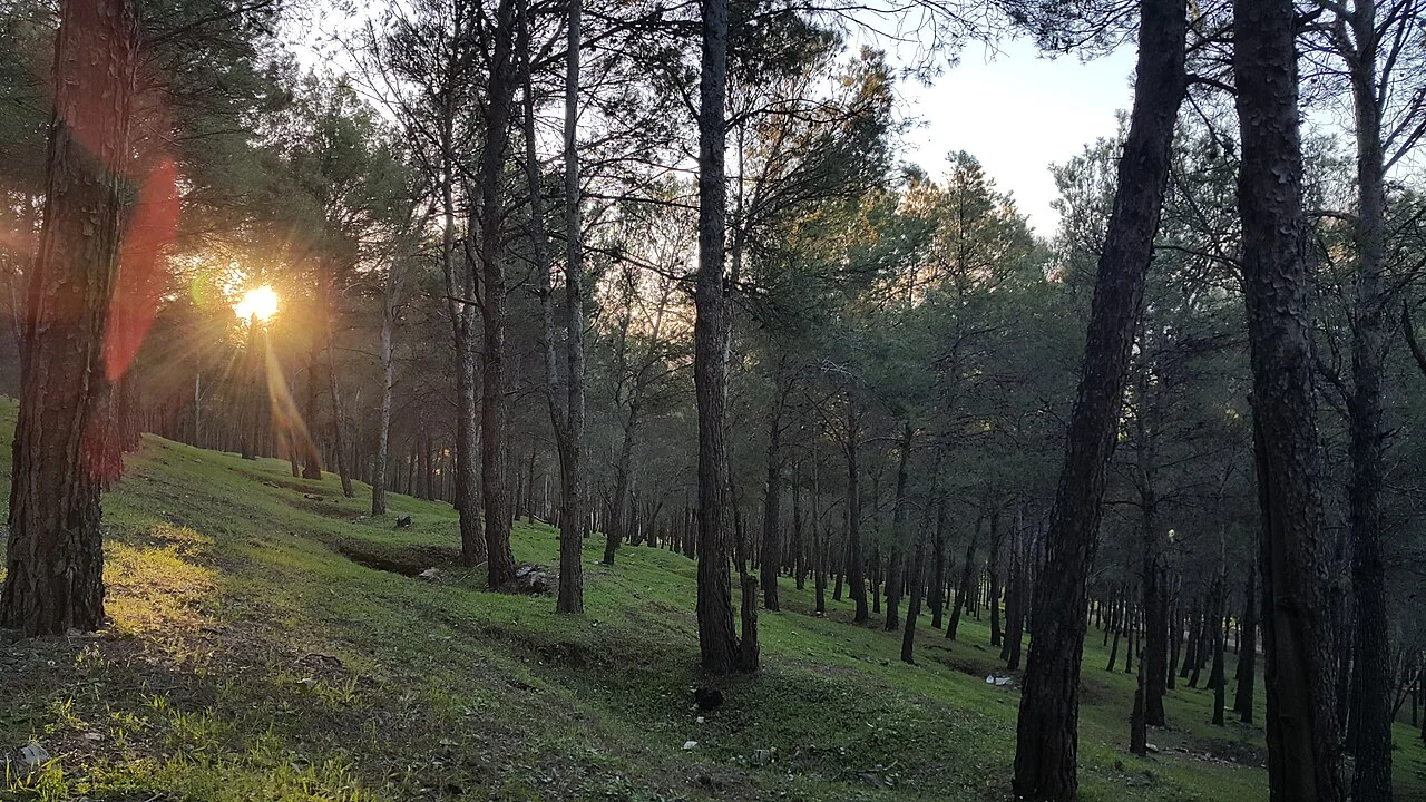 Photo of Fedj M’Zala