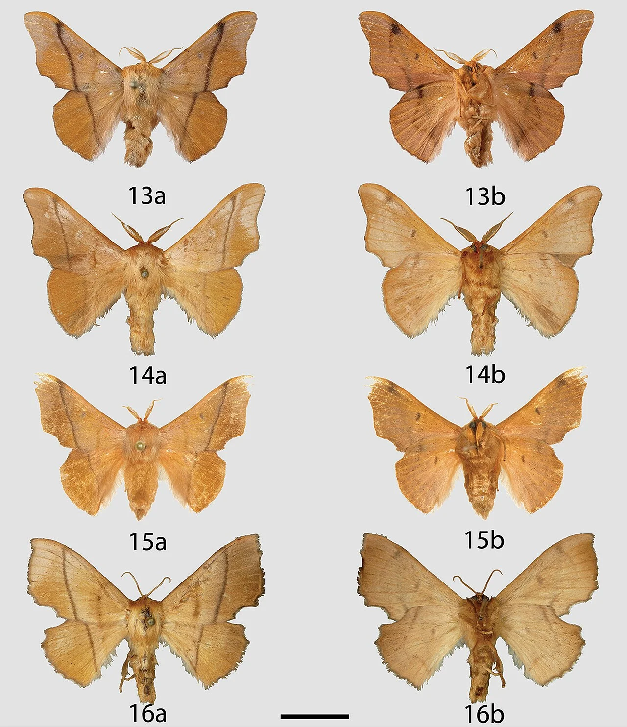 Photo of Feira Nova do Maranhão