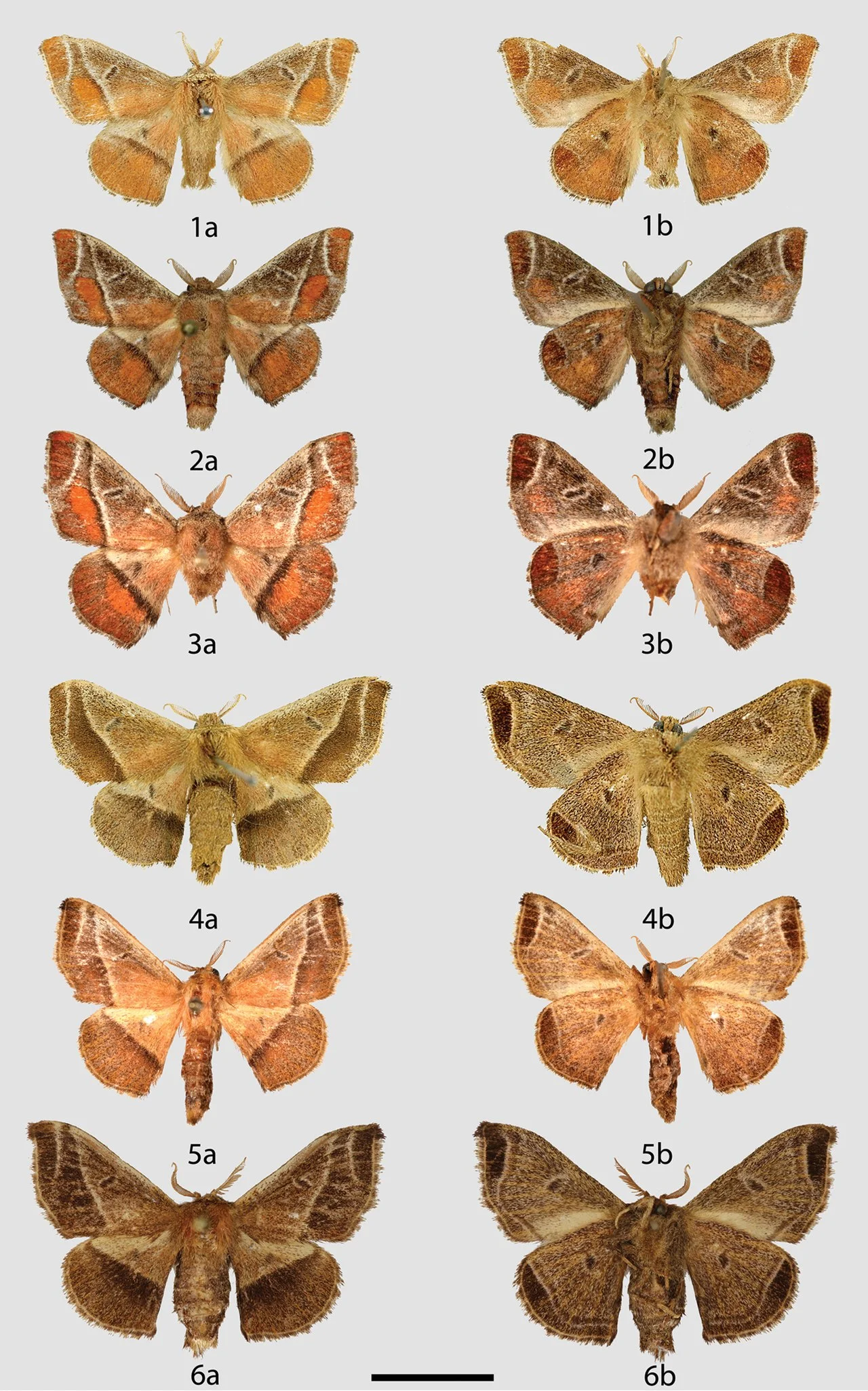 Photo of Feira Nova do Maranhão