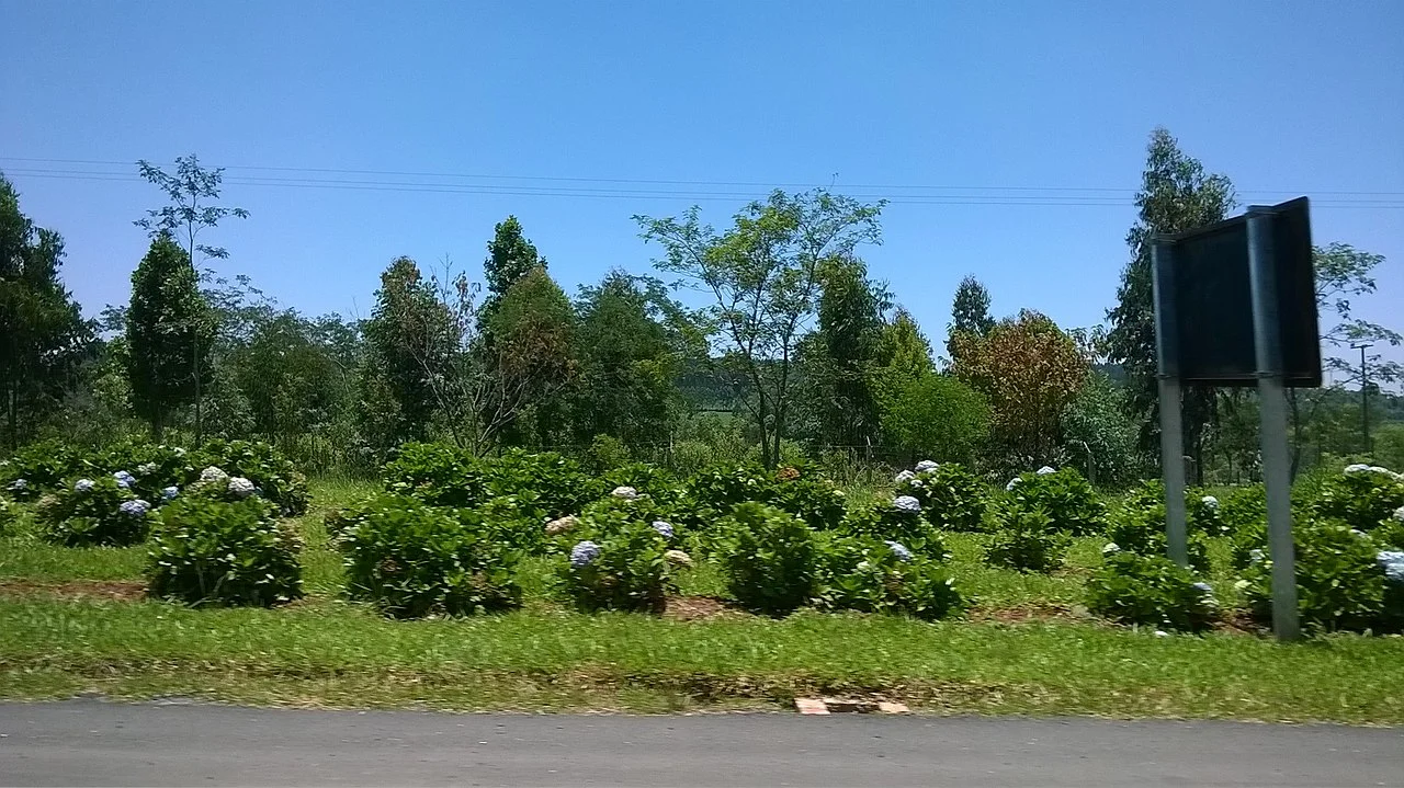 Photo of Fernandes Pinheiro