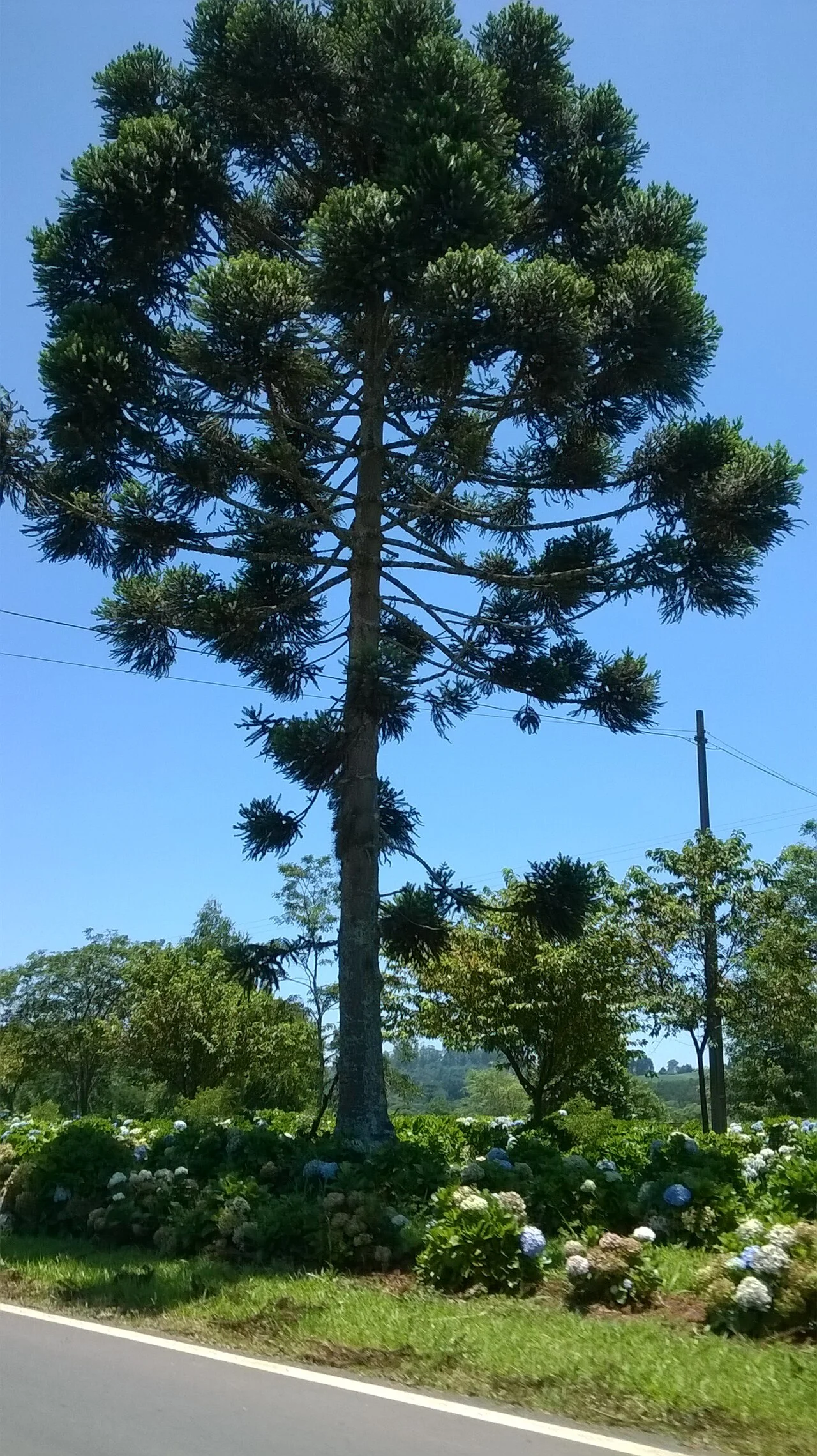 Photo of Fernandes Pinheiro