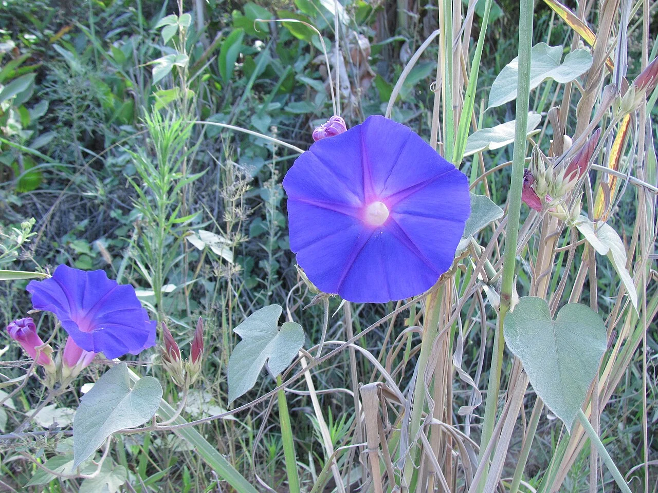 Photo of Flor do Sertão