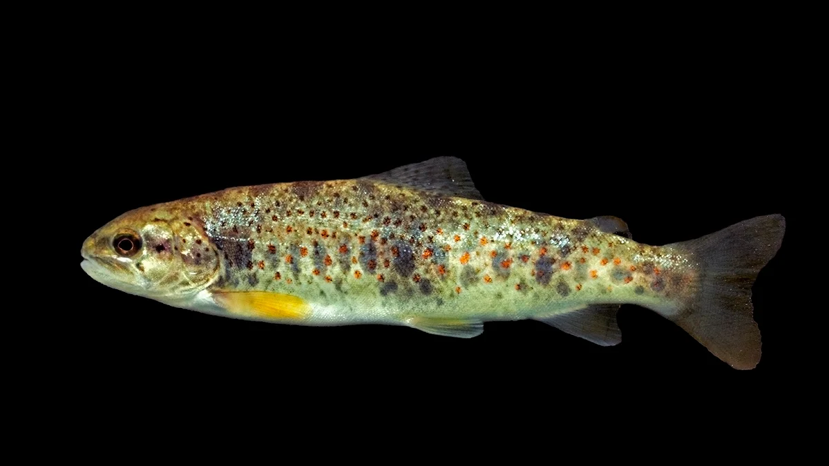 Photo of Fontechiari