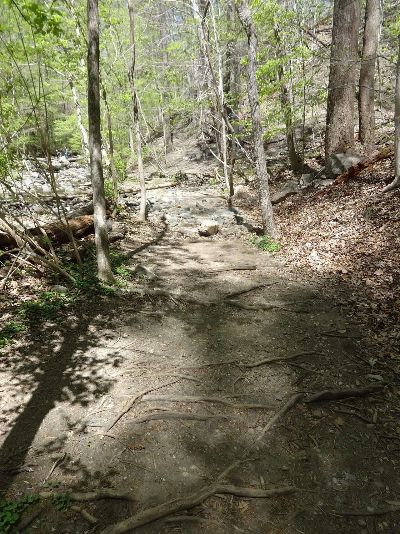 Photo of Forest Glen