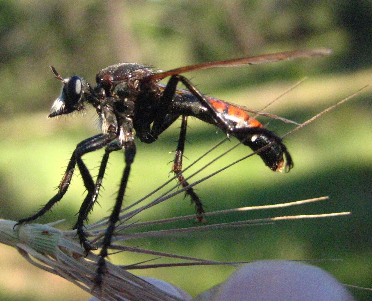 Photo of Formiche Alto