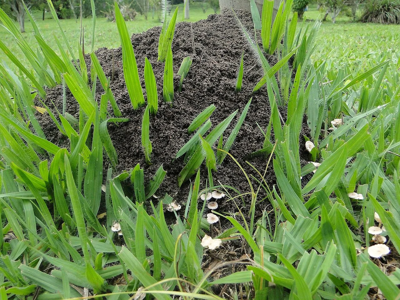 Photo of Formigueiro