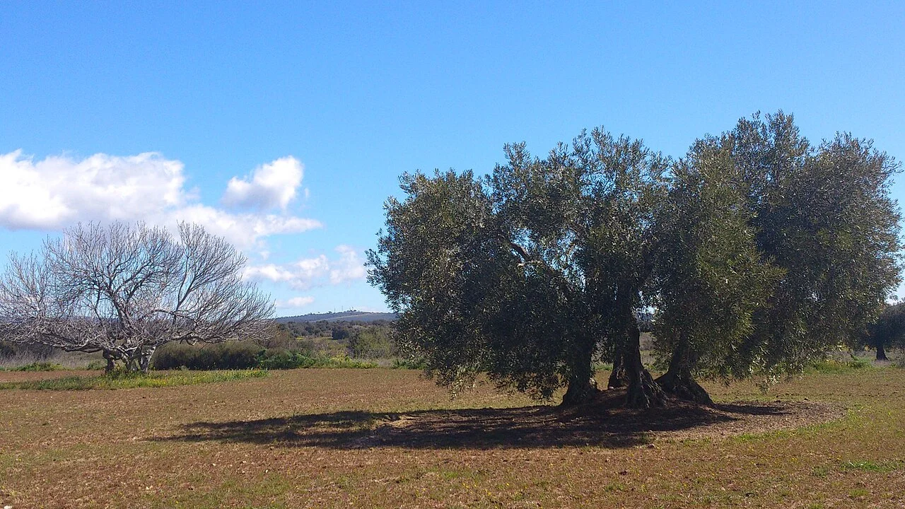 Photo of Fraccionamiento Monte Olivo