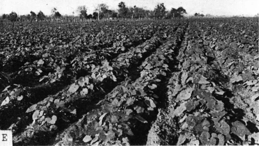 Photo of Fraile Pintado