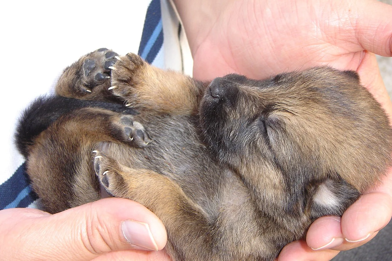 Photo of Franco da Rocha