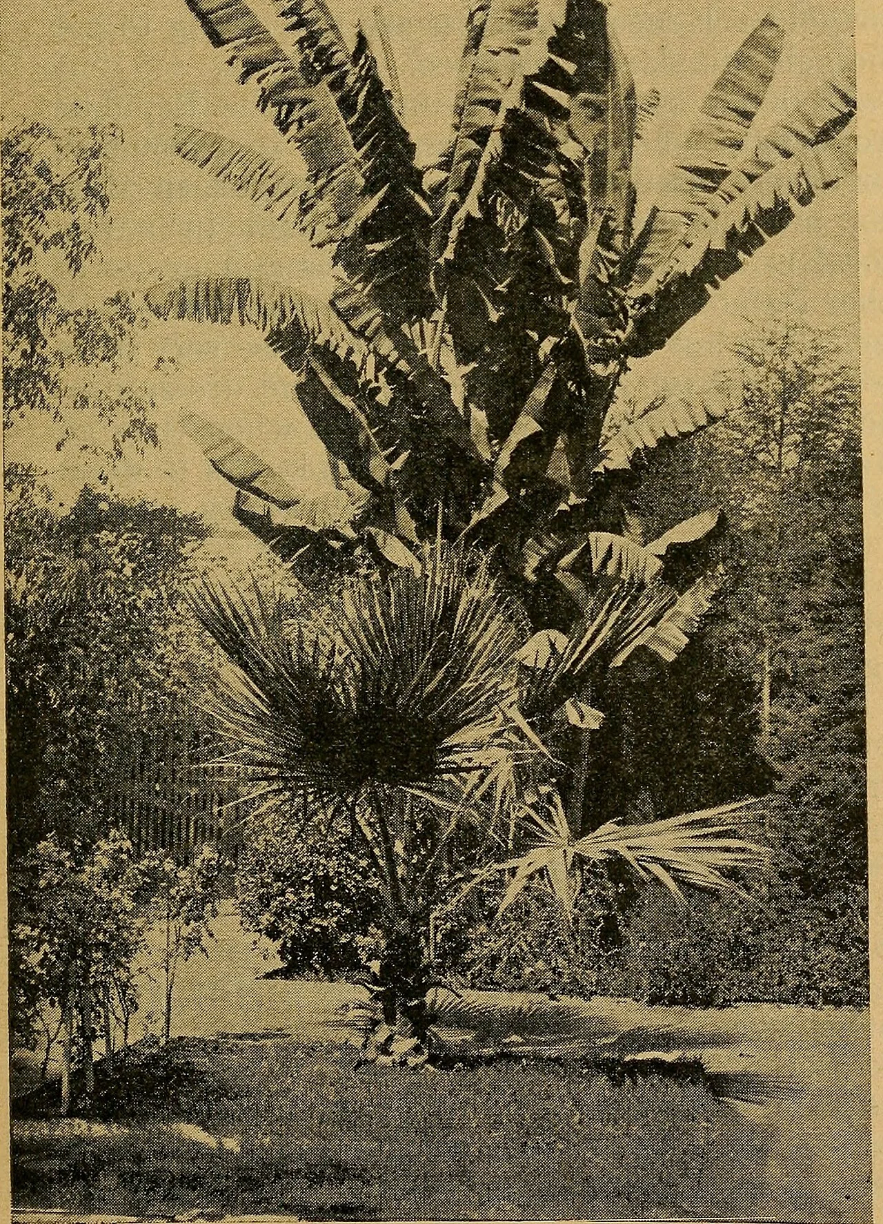 Photo of Frontera Hidalgo