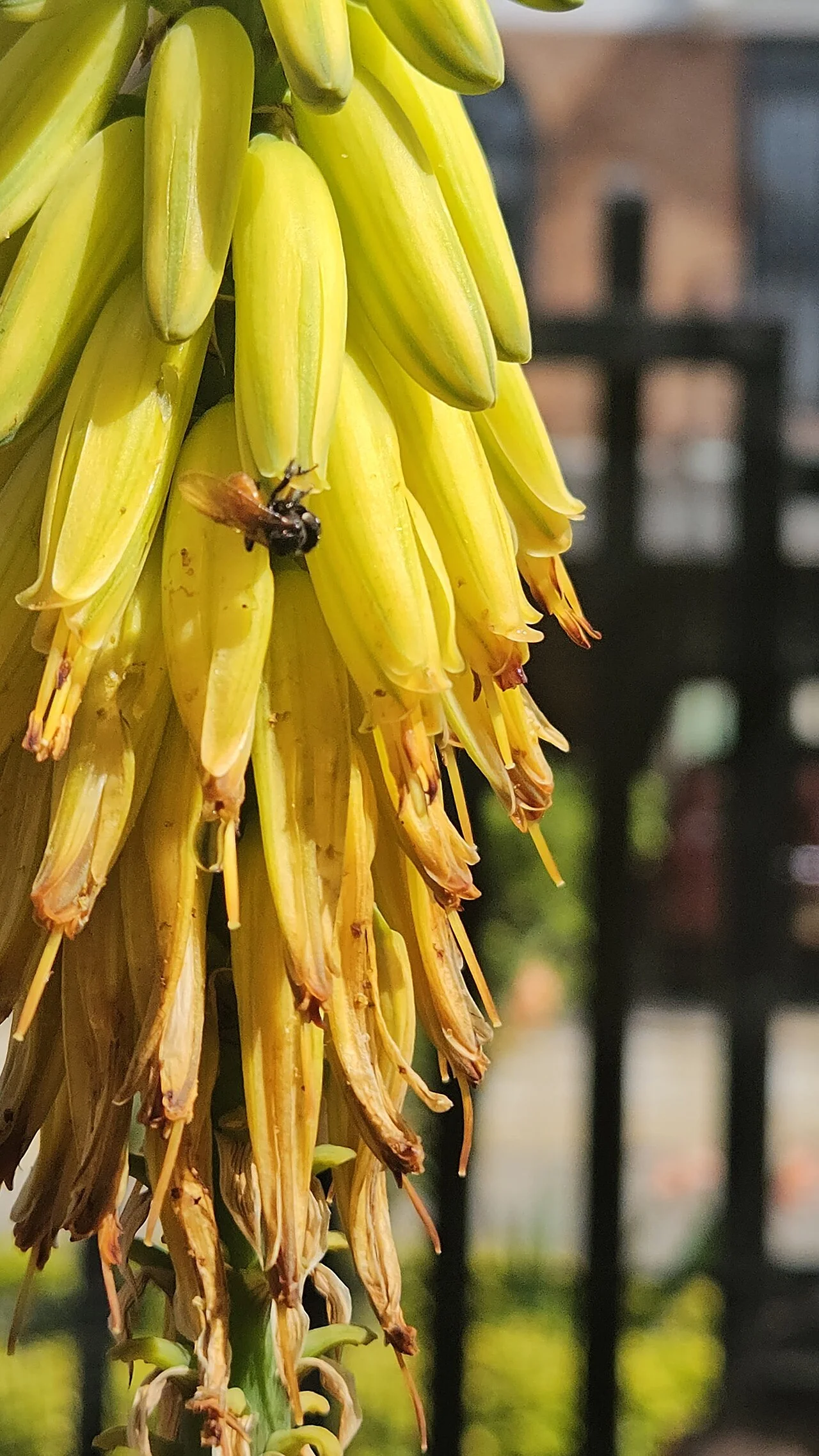 Photo of Fusagasugá