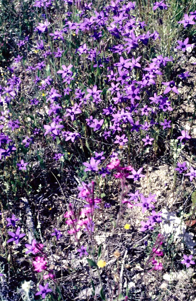 Photo of Garganta de los Montes