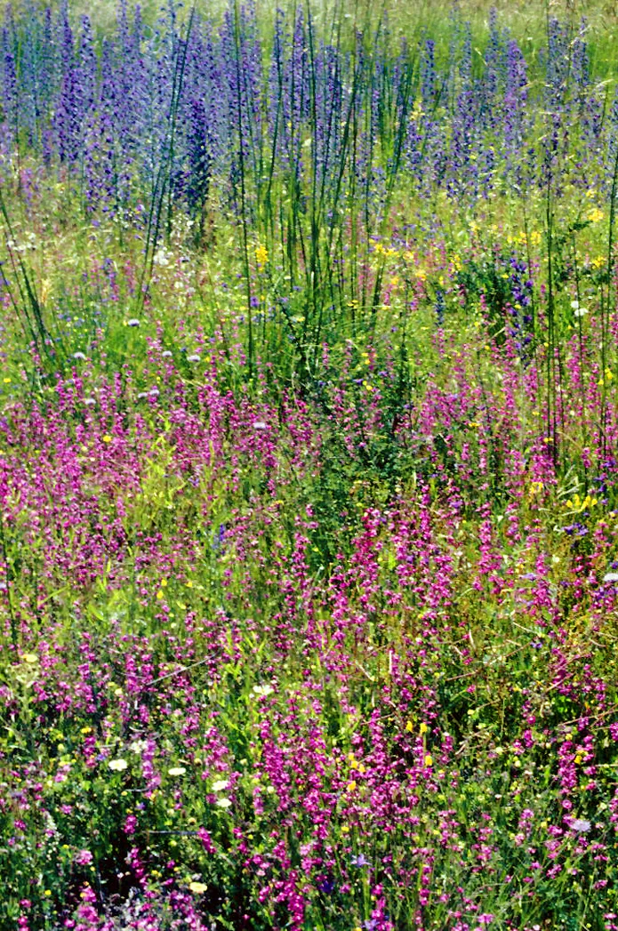Photo of Garganta de los Montes