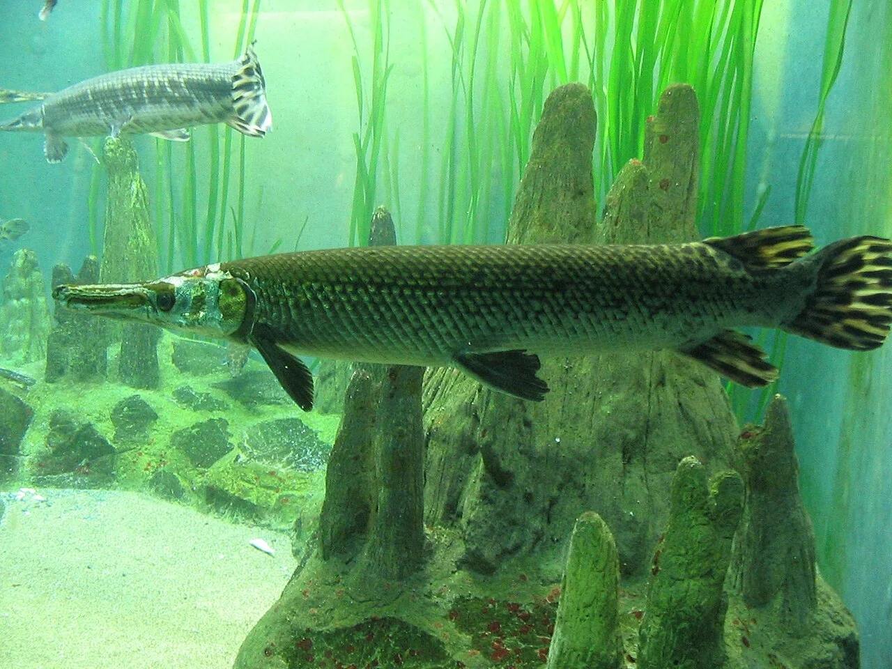 Photo of Gars