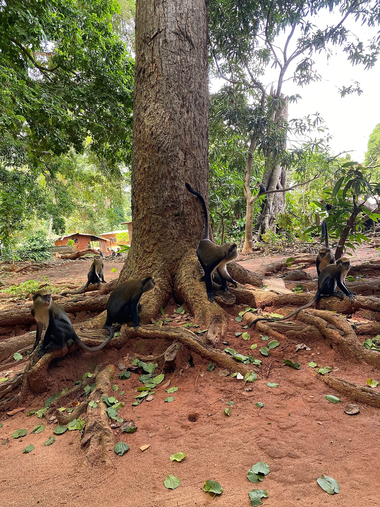 Photo of Gbétitapéa