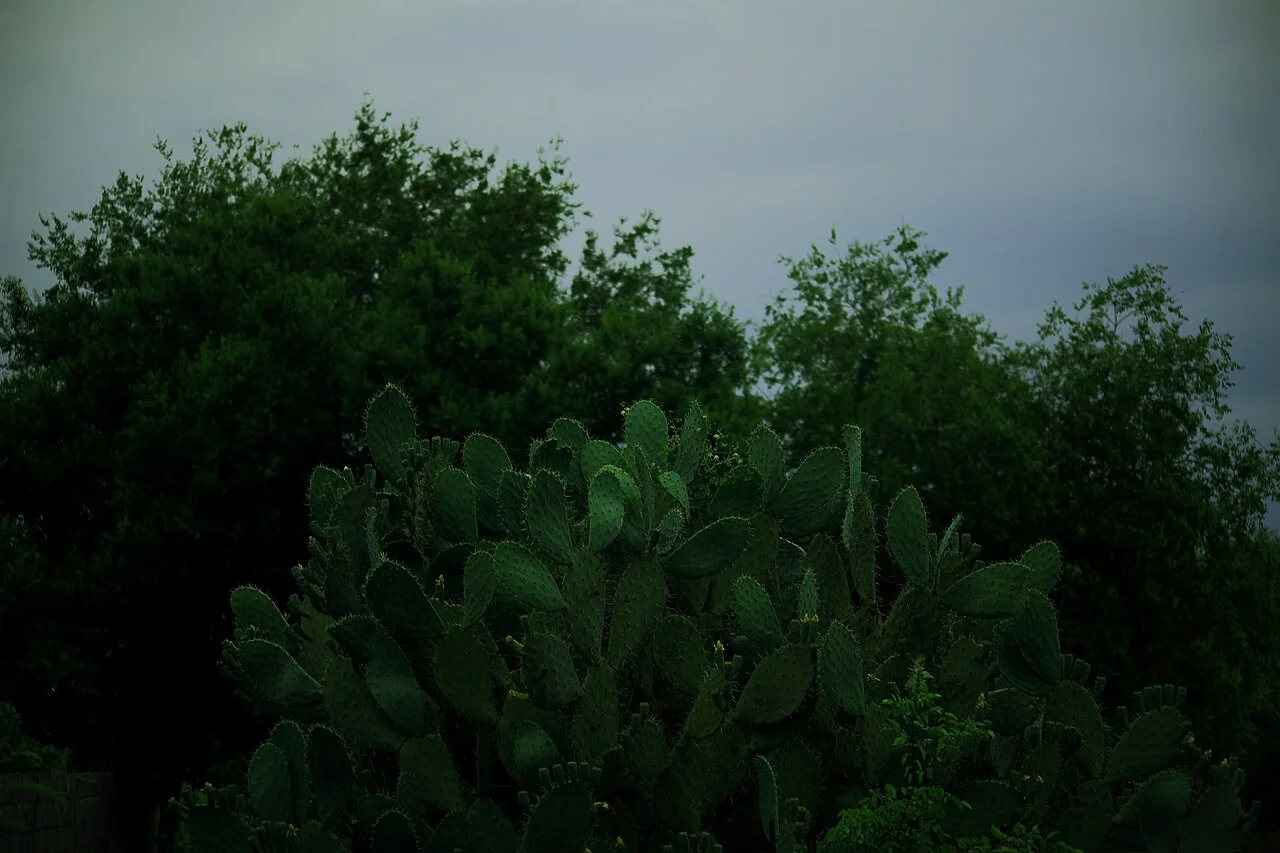 Photo of General Treviño