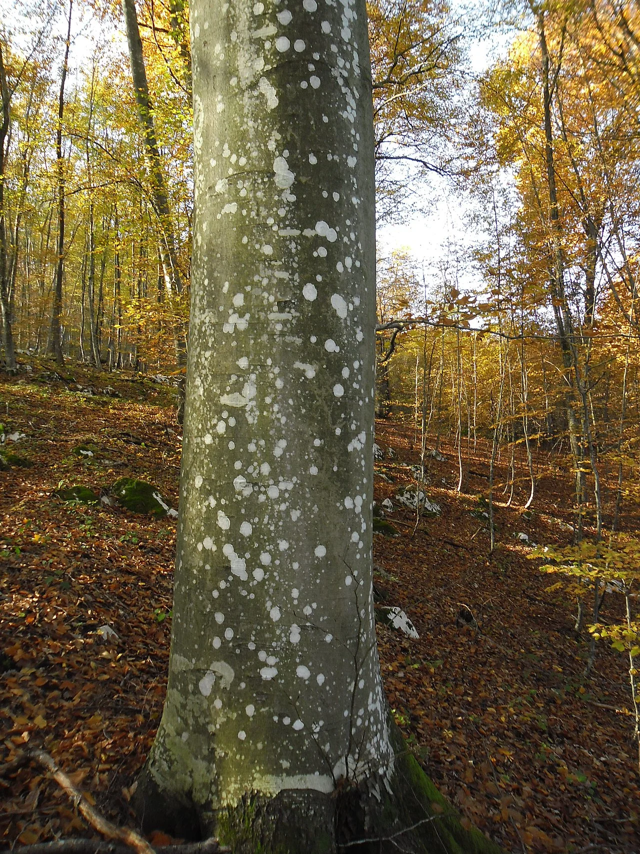 Photo of Generalski Stol
