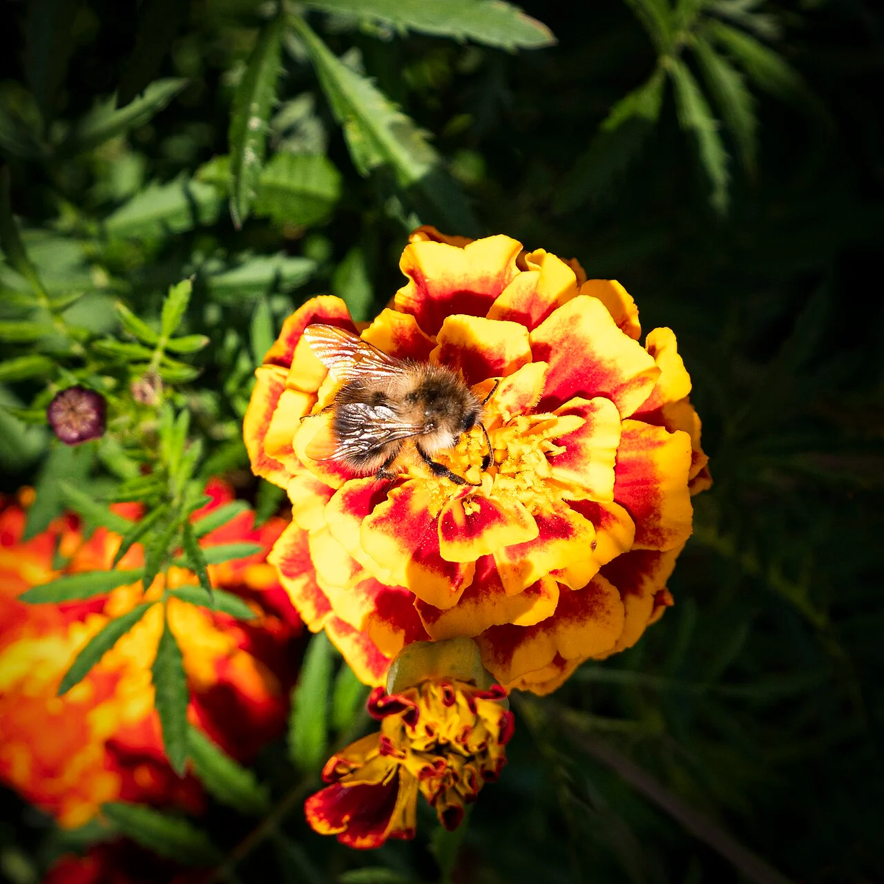 Photo of Gladstone Park