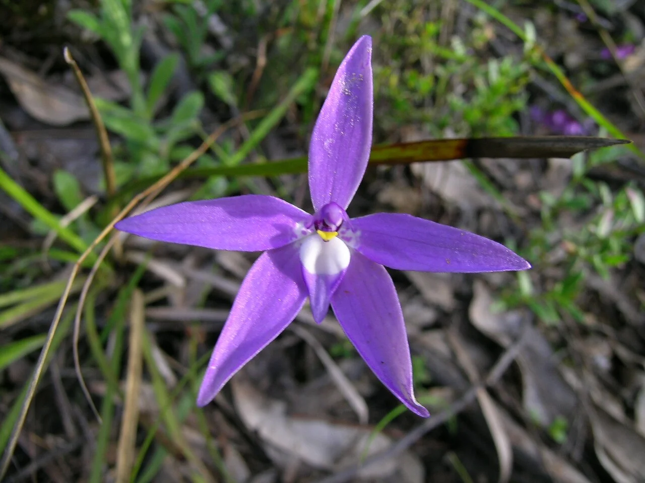 Photo of Glossodia