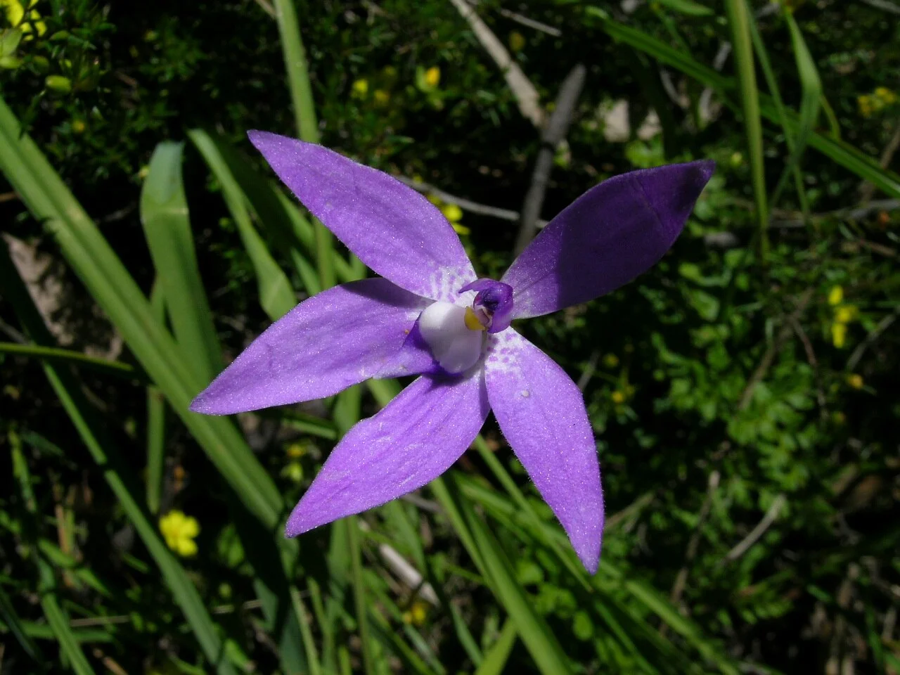 Photo of Glossodia