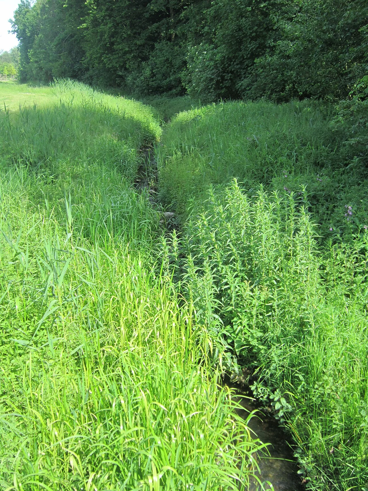 Photo of Goldenstedt