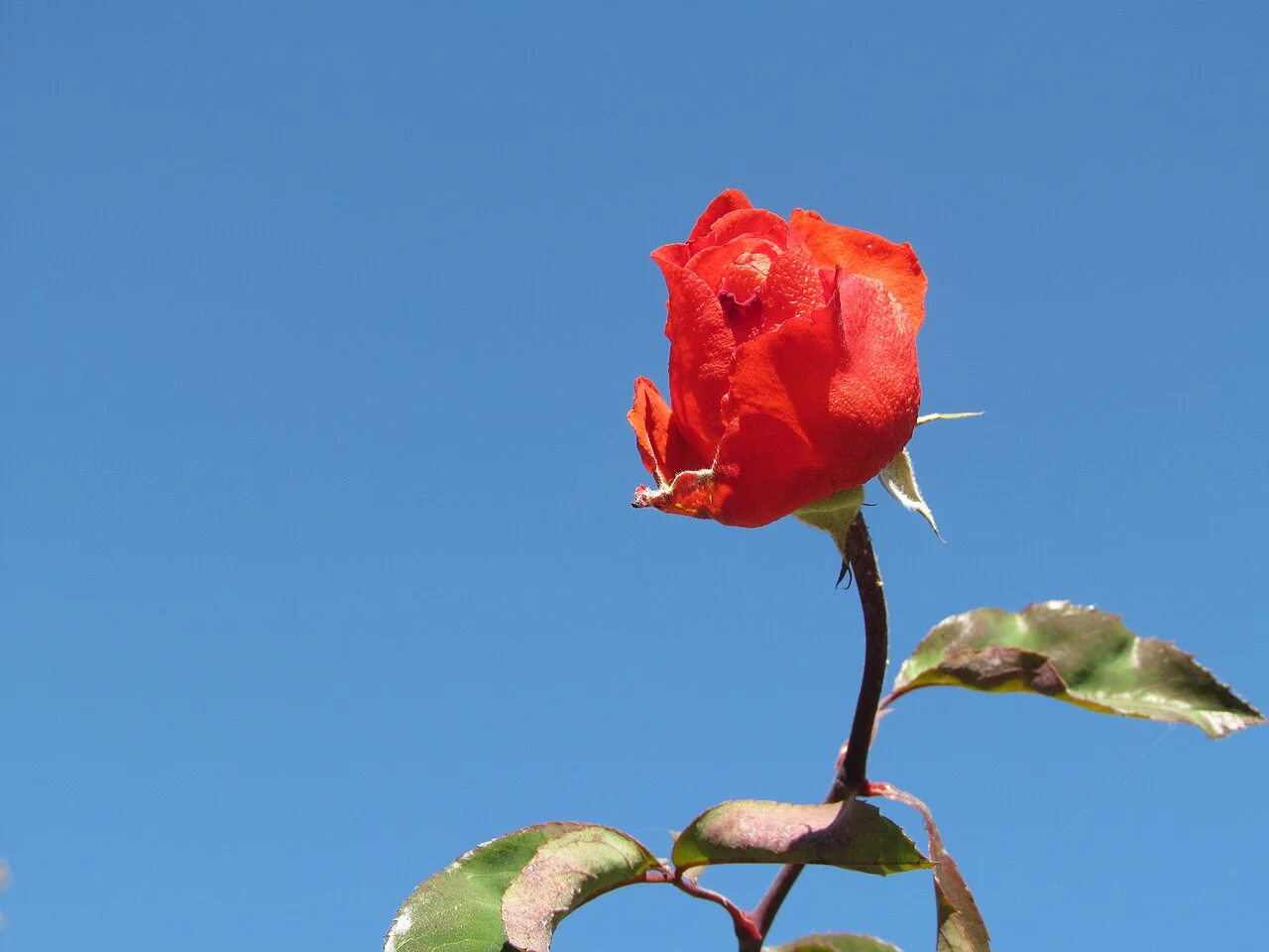 Photo of Golpāyegān