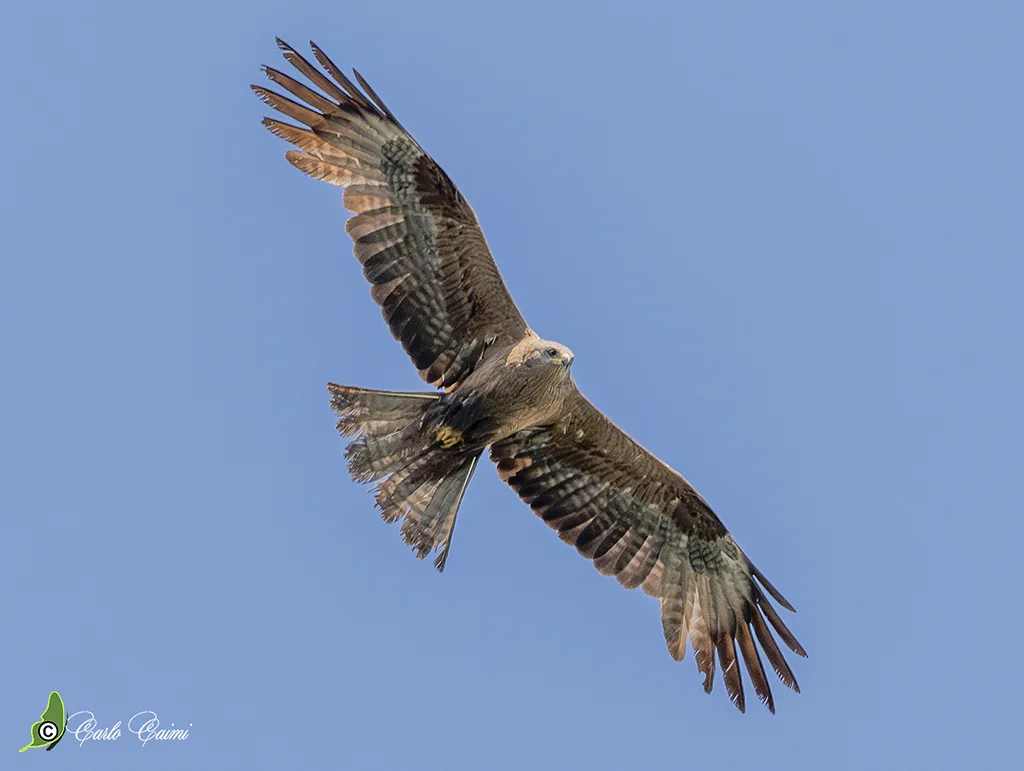 Photo of Gorla Maggiore