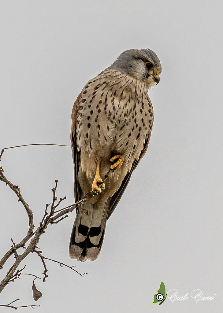 Photo of Gorla Maggiore