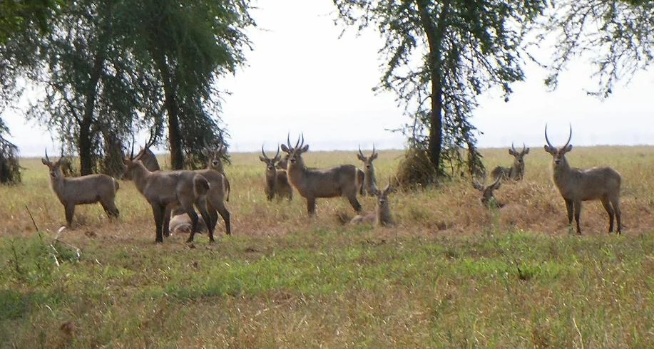 Photo of Gorongosa
