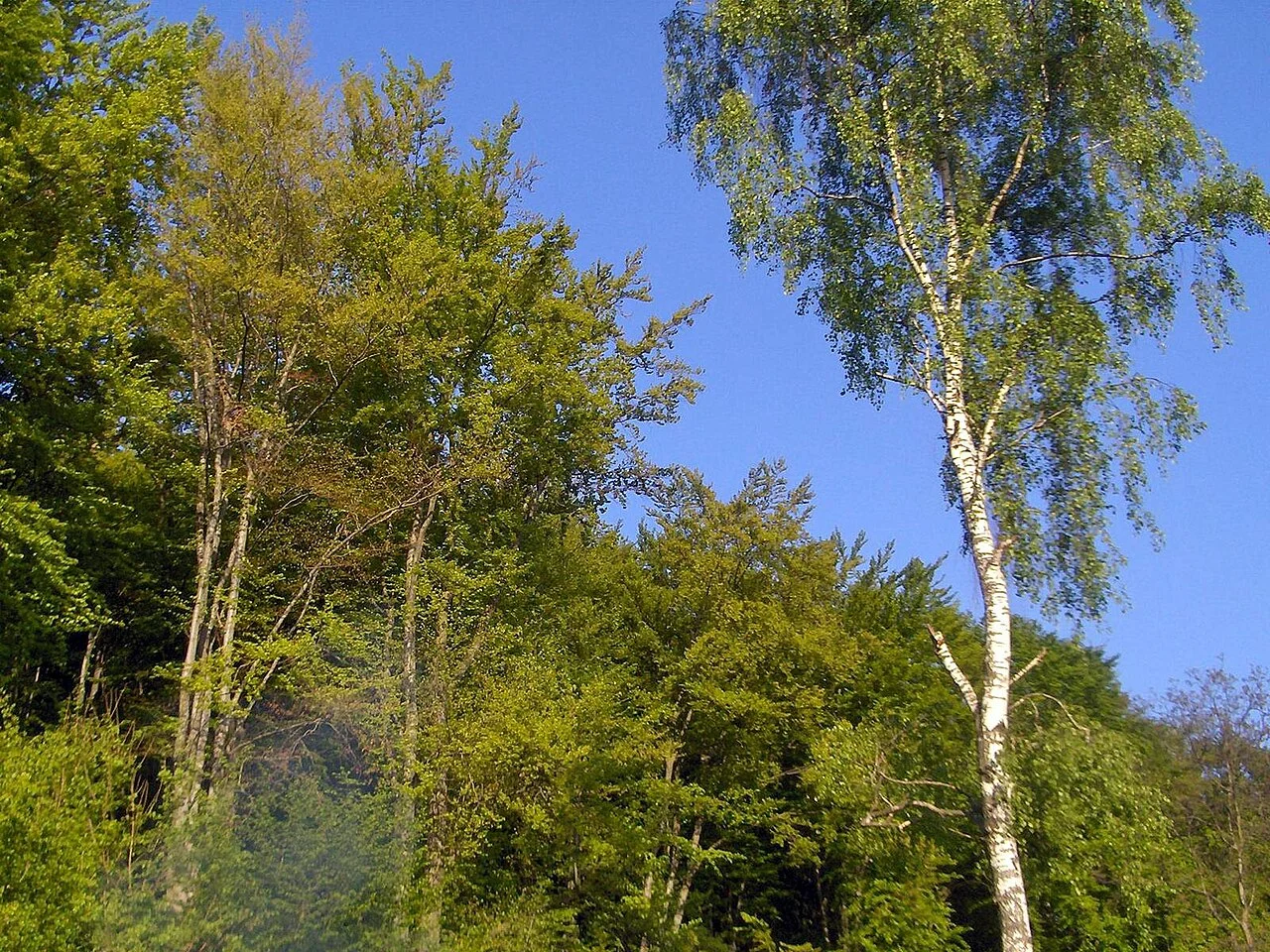 Photo of Grabownica Starzeńska