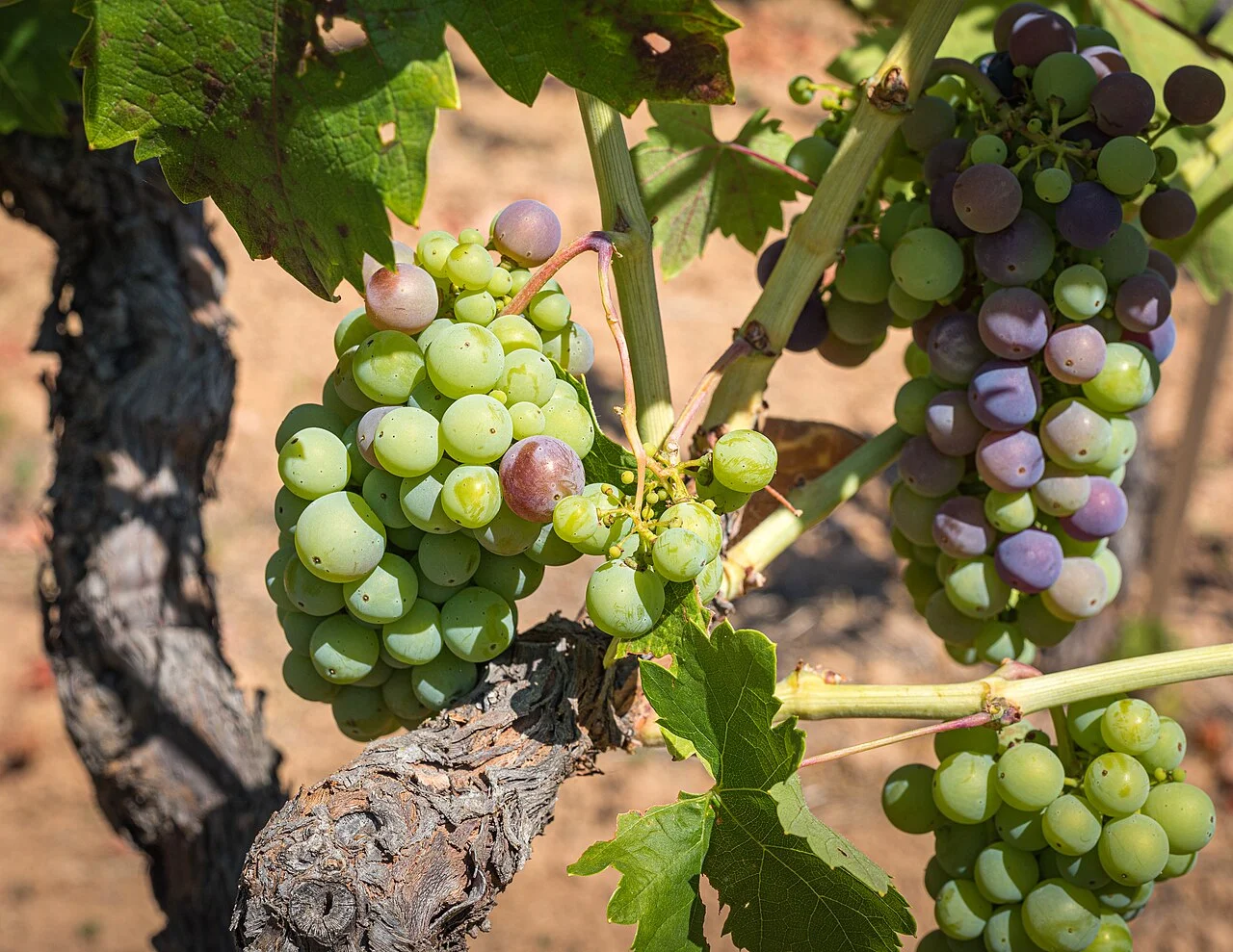 Photo of Grape Creek