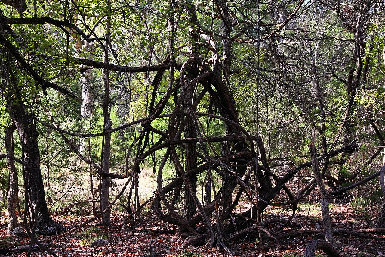 Photo of Grape Creek