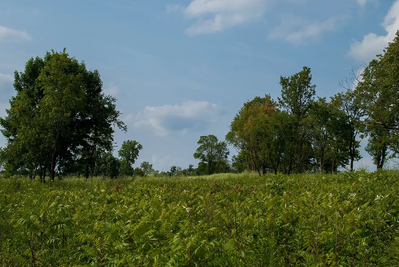 Photo of Green Meadows