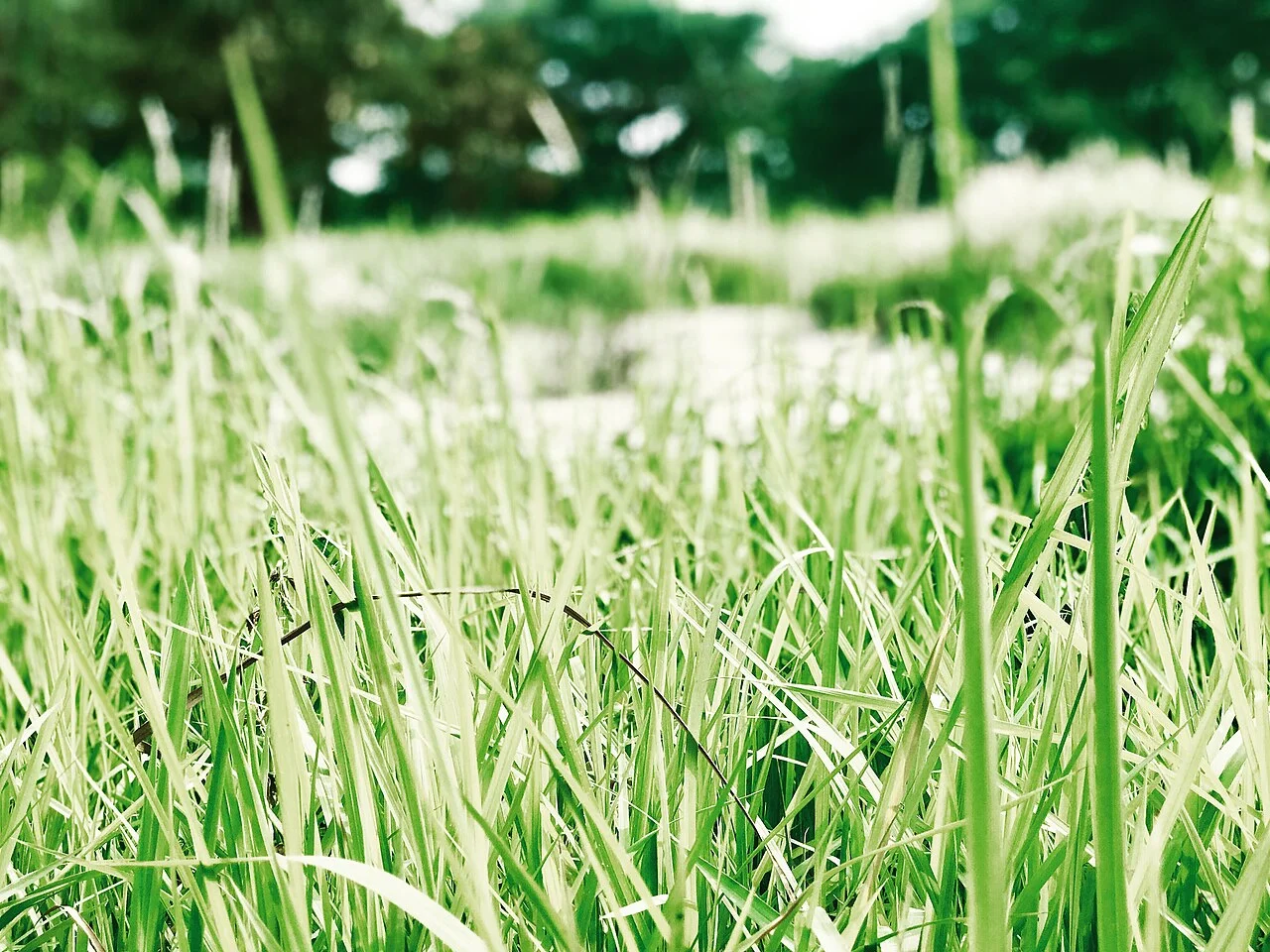 Photo of Green Model Town