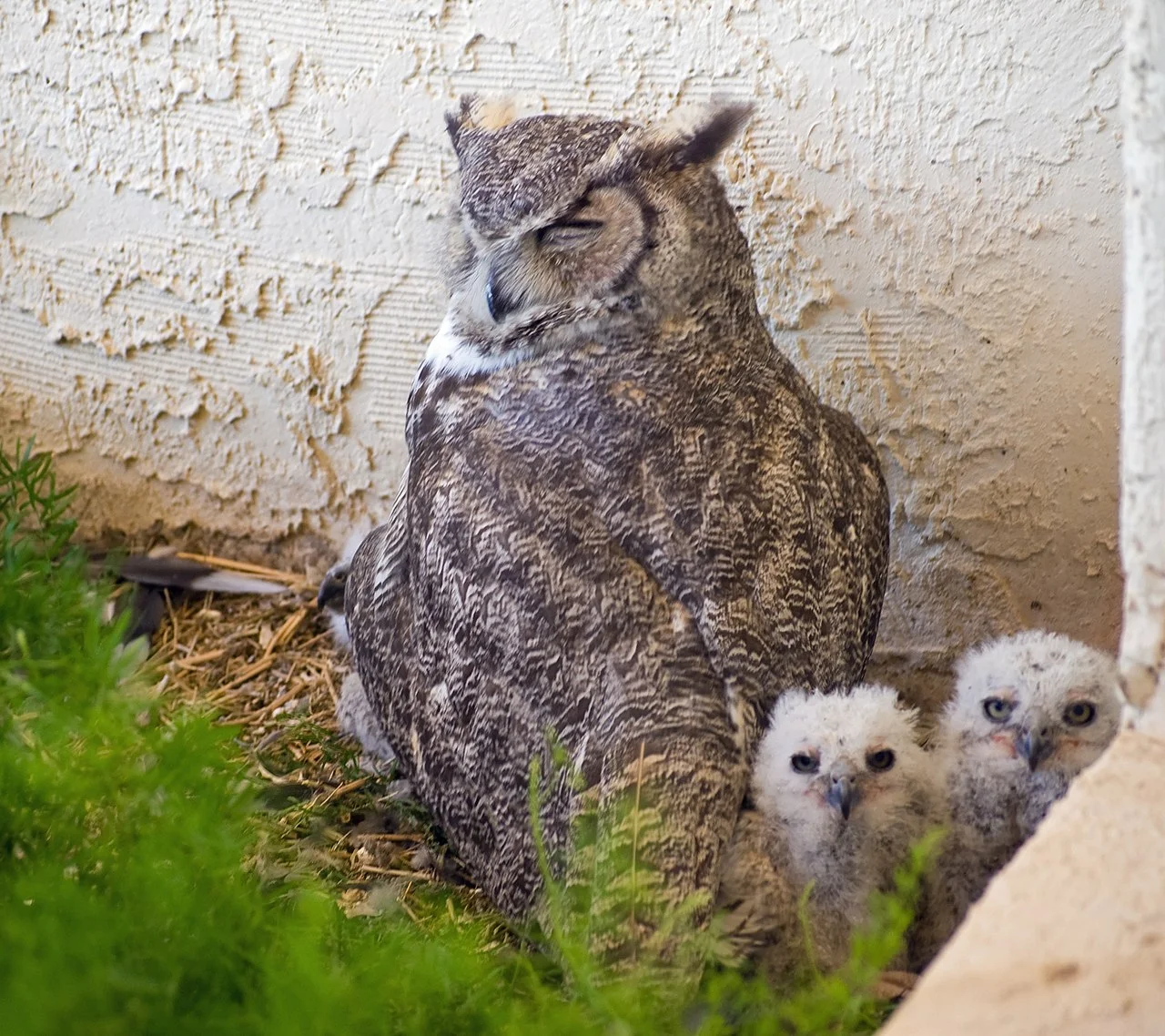 Photo of Green Valley