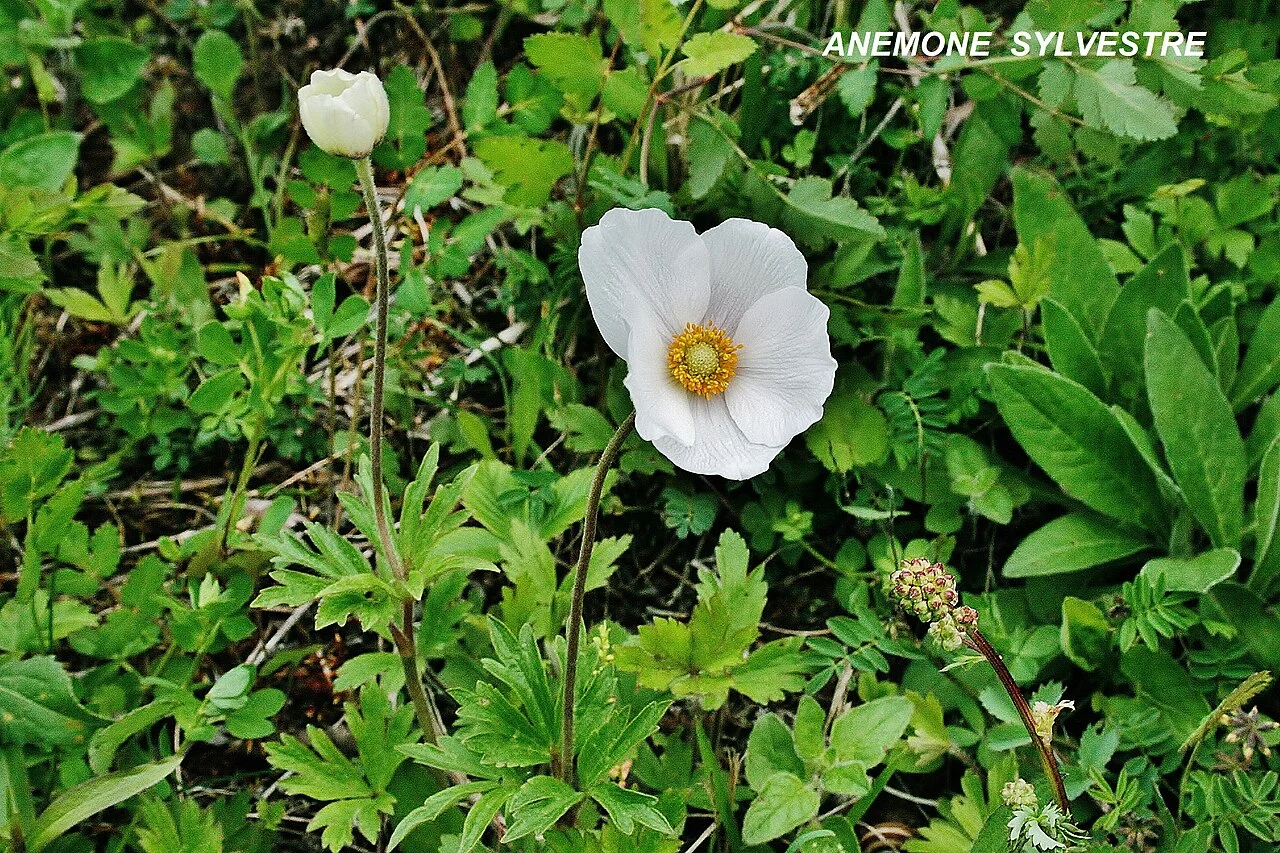 Photo of Gresswiller