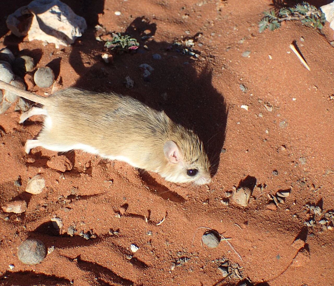 Photo of Groblershoop