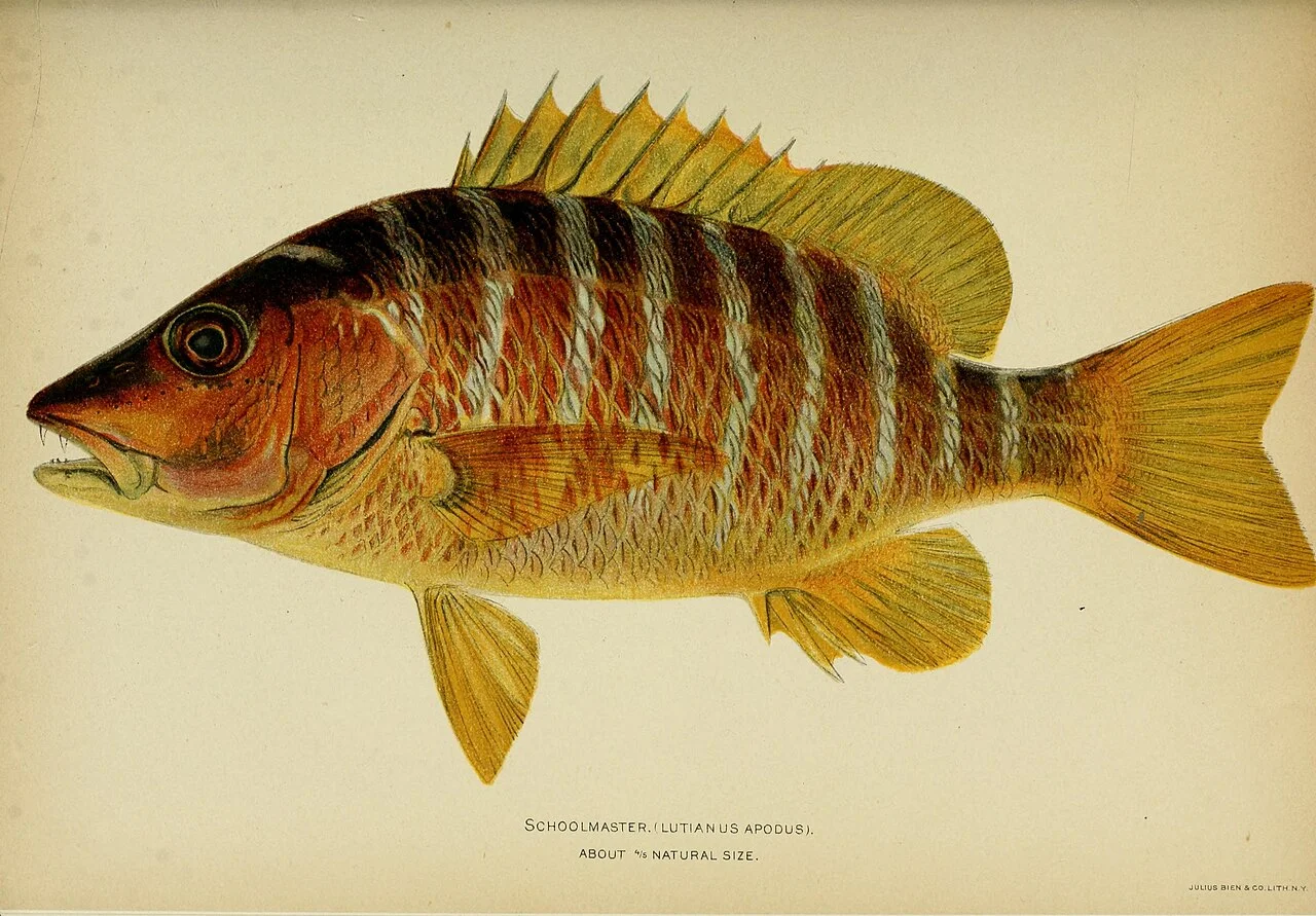 Photo of Guachinango