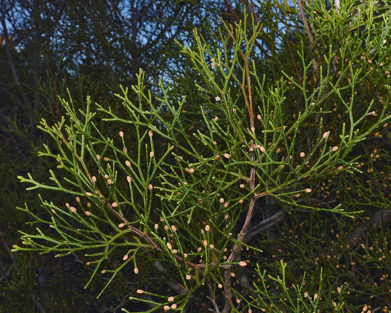Photo of Guardamar del Segura