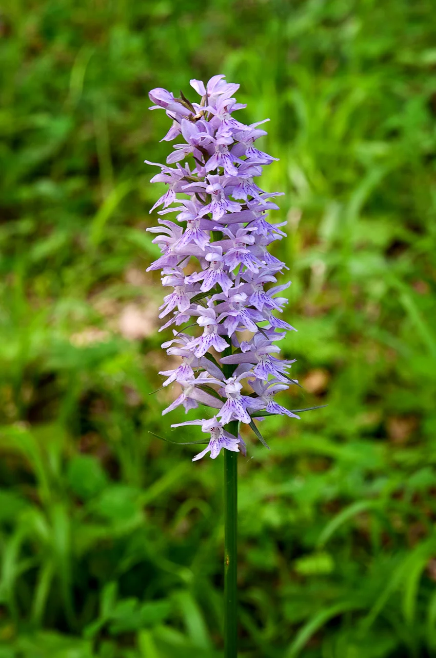 Photo of Guardiaregia