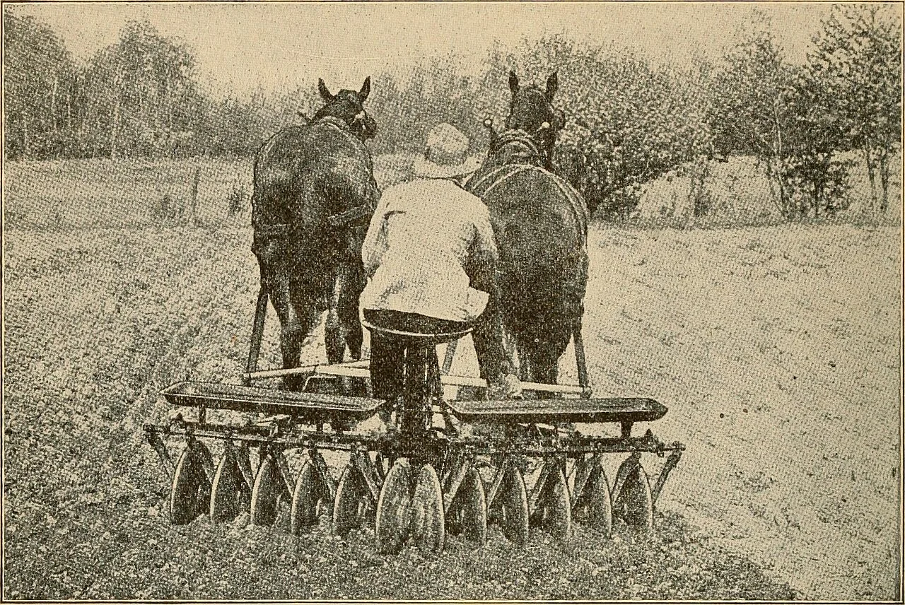 Photo of Guinea Grass