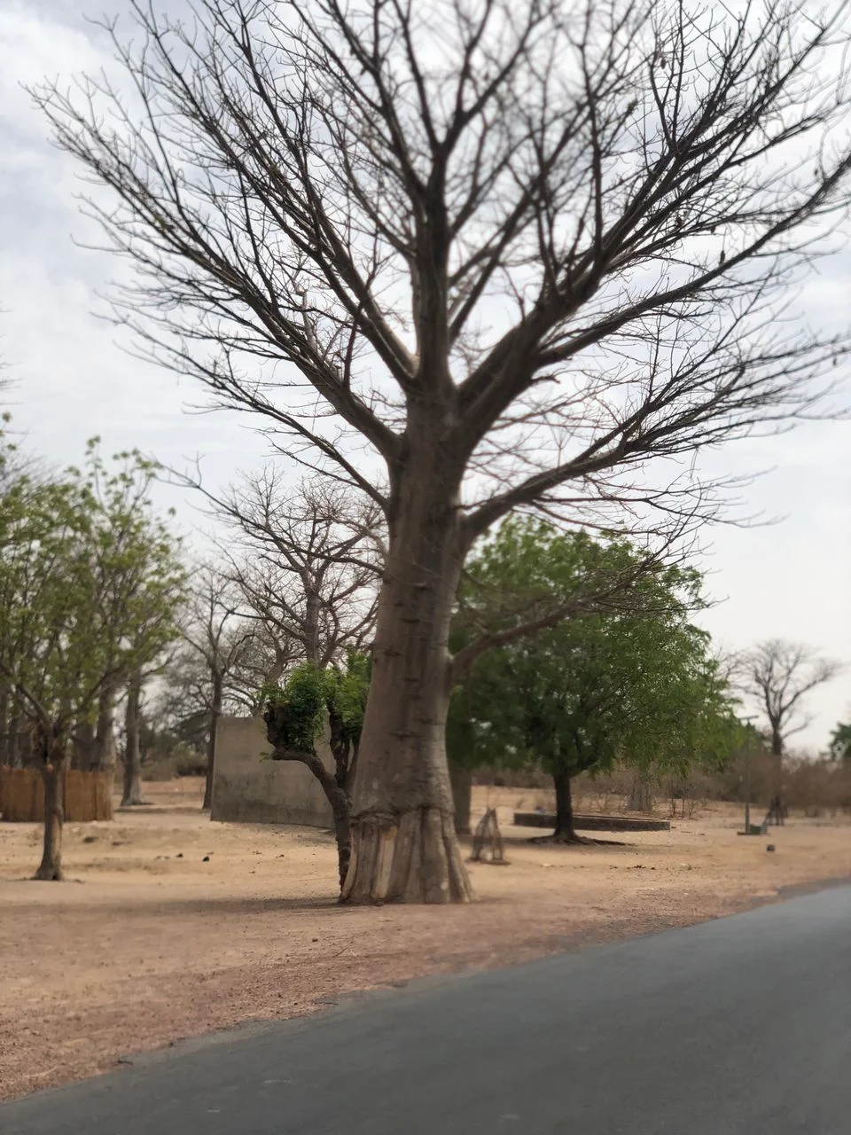 Photo of Guinguinéo