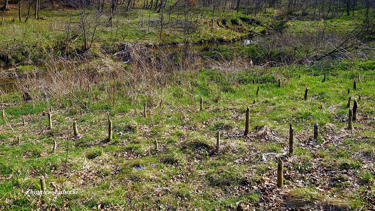 Photo of Gwoźnica Górna