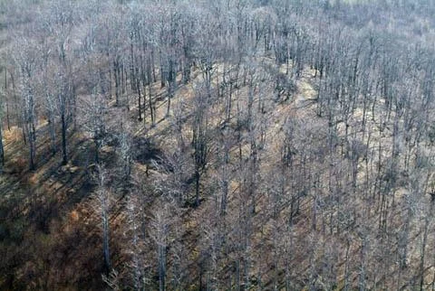 Photo of Gyöngyössolymos